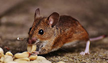 24 Hour & Emergency Exterminators in Lennox, SD
